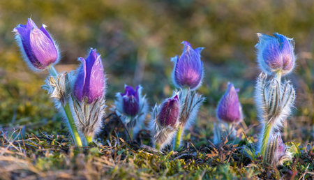 Beautiful blue flower of greater pasque flower or pasqueflower on the meadow, in Latin pulsatilla...