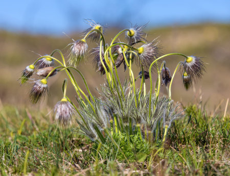 Pasqueflower, Wilted flowers of greater pasque flower or pasqueflower on the meadow, in Latin...
