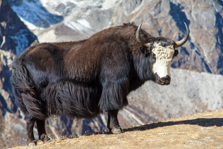 Yak or dzo, black or dark and white head yak on meadow, in latin Bos mutus grunniens, way to mount...
