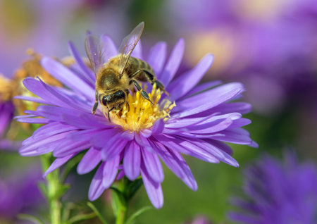 bee or honeybee in Latin Apis Mellifera, european or western honey bee sitting on the blue yellow...