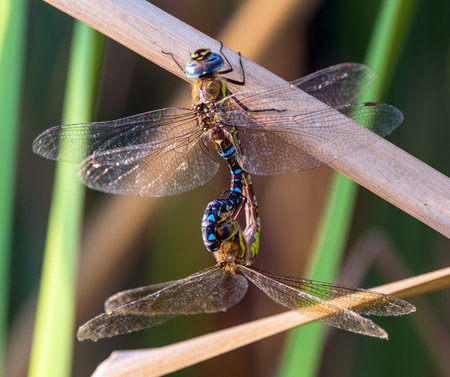 Migrant hawker dragonfly in latin Aeshna mixta is Dragonfly blue brown and green colored living in...