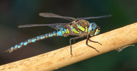 Migrant hawker dragonfly in Latin Aeshna mixta is dragonfly blue brown and green colored living in southern and central europe, European insectの写真素材