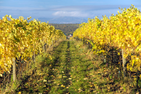 vineyard, autumn in the vineyard, yellow colored vine plants, South Moravia, Czech Republicの写真素材