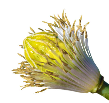 Detail of flowering poppy or opium poppy in Latin papaver somniferum, poppy flower isolated on the black background, poppy is grown in Czech Republic for food industryの写真素材