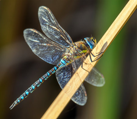 Migrant hawker dragonfly in Latin Aeshna mixta is dragonfly blue brown and green colored living in southern and central europe, European insectの写真素材
