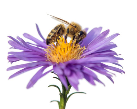 bee or honeybee in Latin Apis Mellifera, european or western honey bee sitting on the blue flower isolated on white backgroundの写真素材