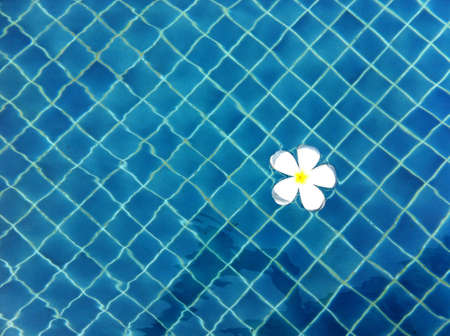 Flower in the swimming poolの素材