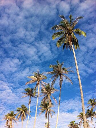 Coconut treesの素材
