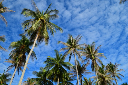 Coconut Tree & Blue Skyの写真素材
