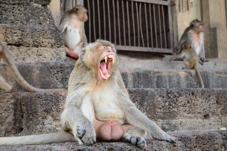 Monkeys in Thailandの写真素材