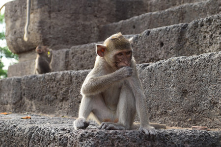 Monkeys in Thailand