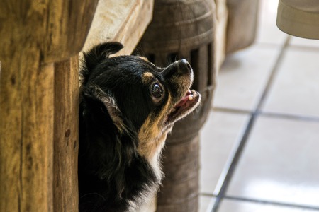 The Dogの写真素材