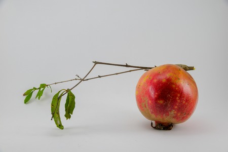 Pomegranates from the backyard look beautiful, but probably will not taste very goodの写真素材