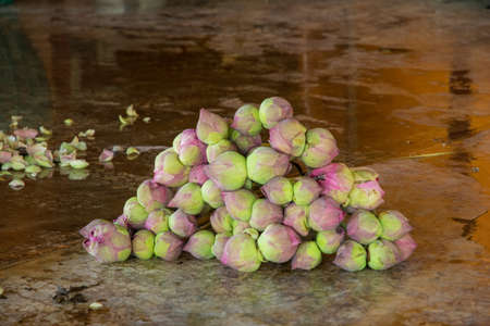 lotusの写真素材