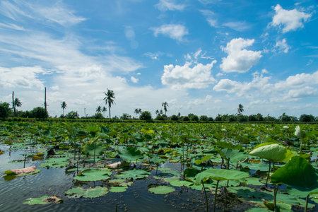 lotus pond