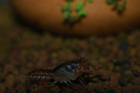 Dwarf Shrimpの写真素材