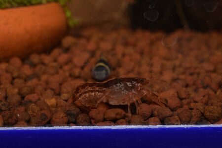 Dwarf Shrimpの写真素材