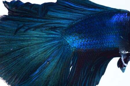 fighting fishの写真素材