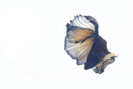 fighting fishの写真素材