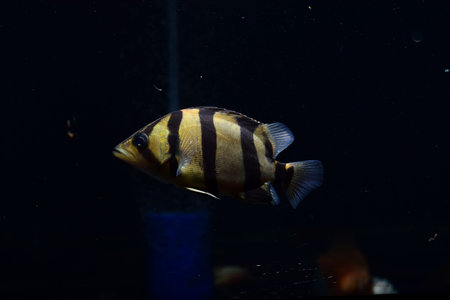 SIAMESE TIGER FISH
