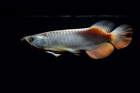 Arowanaの写真素材