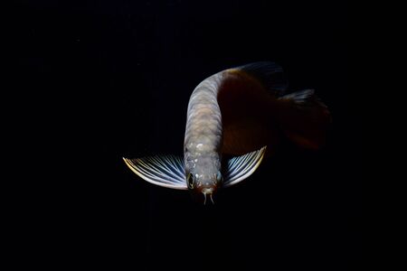 Arowanaの写真素材