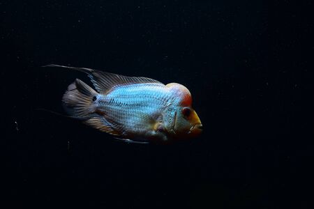 Cichlidの写真素材