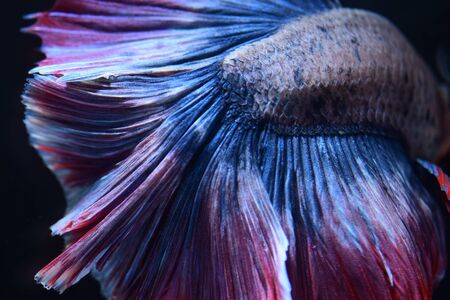 fighting fishの写真素材