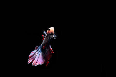 fighting fishの写真素材