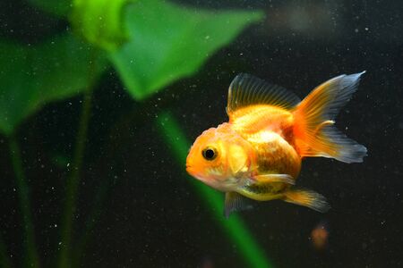 Goldfishの写真素材