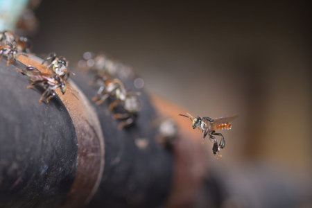 Bee
