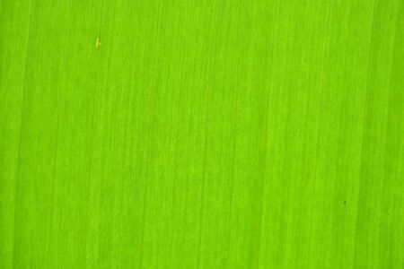 banana leafの写真素材