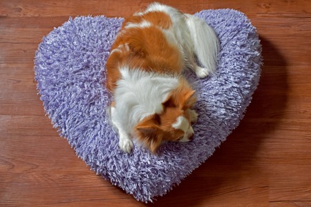 Chihuahua puppies with cute looks, Sleeping under the red bed, Have a good sleep, Sleep on a purple pillowの写真素材