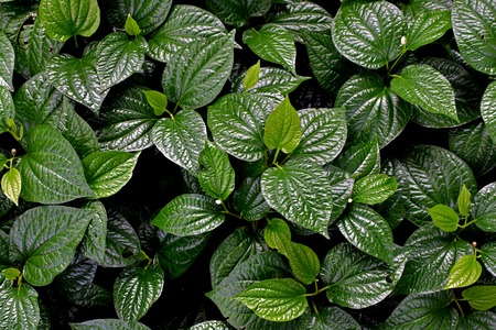 Leaf background, Green leaf, Green leaf full of background, Naturallyの写真素材