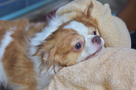 Chihuahua dog, Little dog is bathing, Chihuahua puppies with cute looksの写真素材