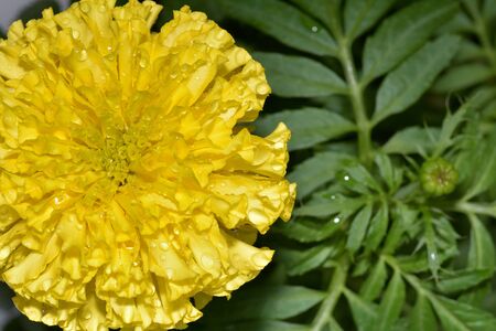 Marigold, yellow flower, have beautyの写真素材