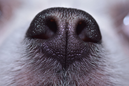 Texture of dog nose, Close-up photographyの写真素材