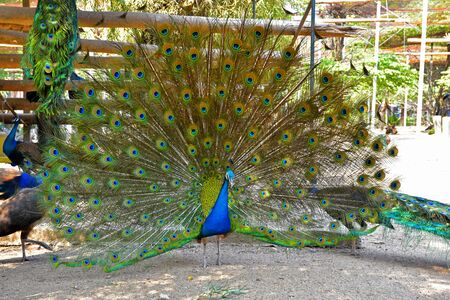 Peacock, The tail spread out beautifully.の写真素材