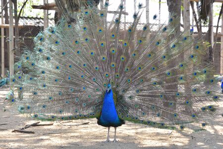 Peacock, The tail spread out beautifully.の写真素材