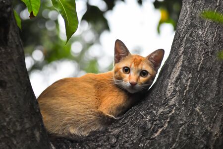Brown Baby Cats, Lying on the tree, The eyes look skeptical.の写真素材