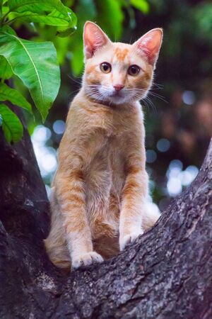 Brown Baby Cats, Lying on the tree, The eyes look skeptical.の写真素材