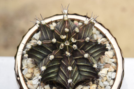 Cactus, That many people like to raise for beauty