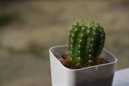 Cactus, That many people like to raise for beauty