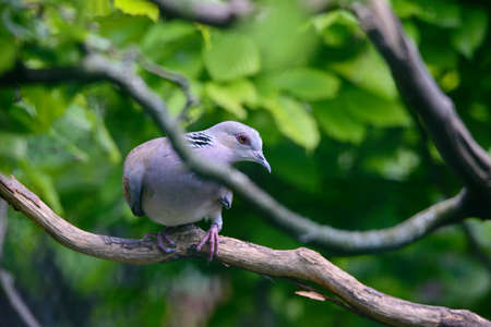 The European turtle dove Streptopelia turturのeditorial素材