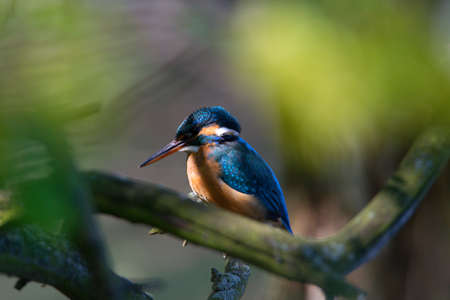 The common kingfisher Alcedo atthisのeditorial素材