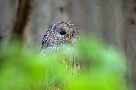 Ural owl (Strix uralensis)の写真素材