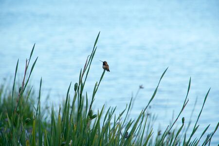 Hummingbird is sitting on a flower. Horizontal landscape with blue ocean on background with no people. Beautiful spring, green grass and wildlife.の写真素材