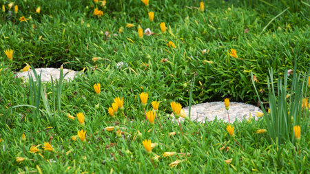 Field of yellow flowers. Blossom in bright colors, green grass on rural landscape. Vibrant nature...