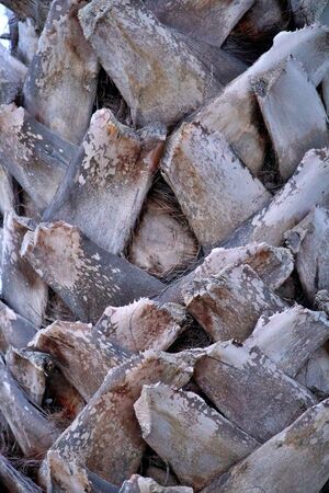 Texture of the palm tree barkの写真素材