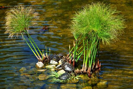 A family of red-eared turtles are sunbathingの写真素材